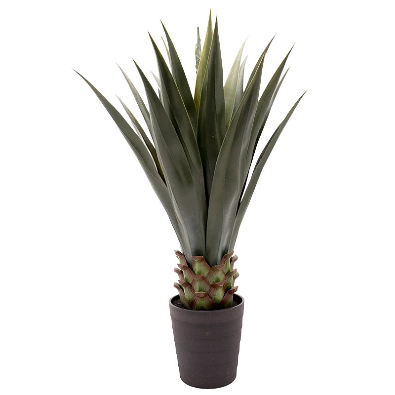 MX PLANTA DE AGAVE