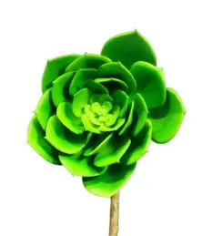 SUCULENTA MEDIANA SS