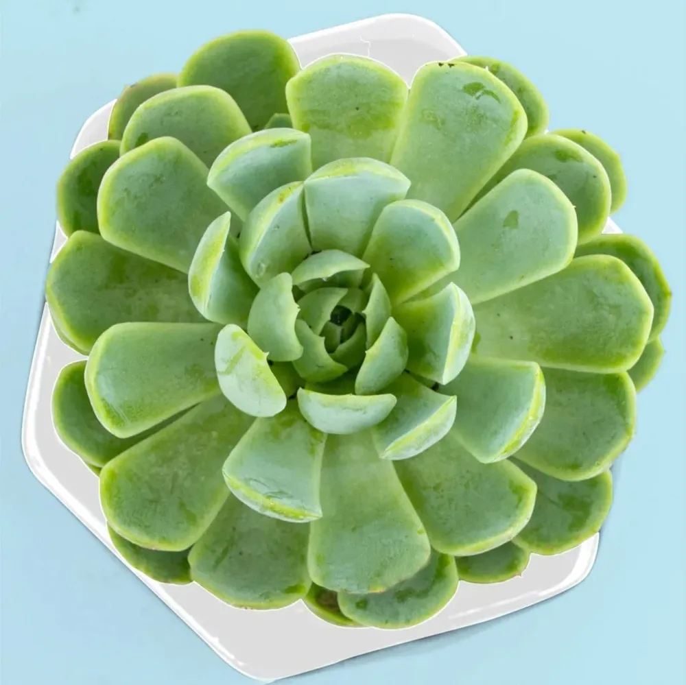 Suculenta - Planta Tyranosaurio
