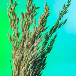 RAMILLETE semillas avena esetéese