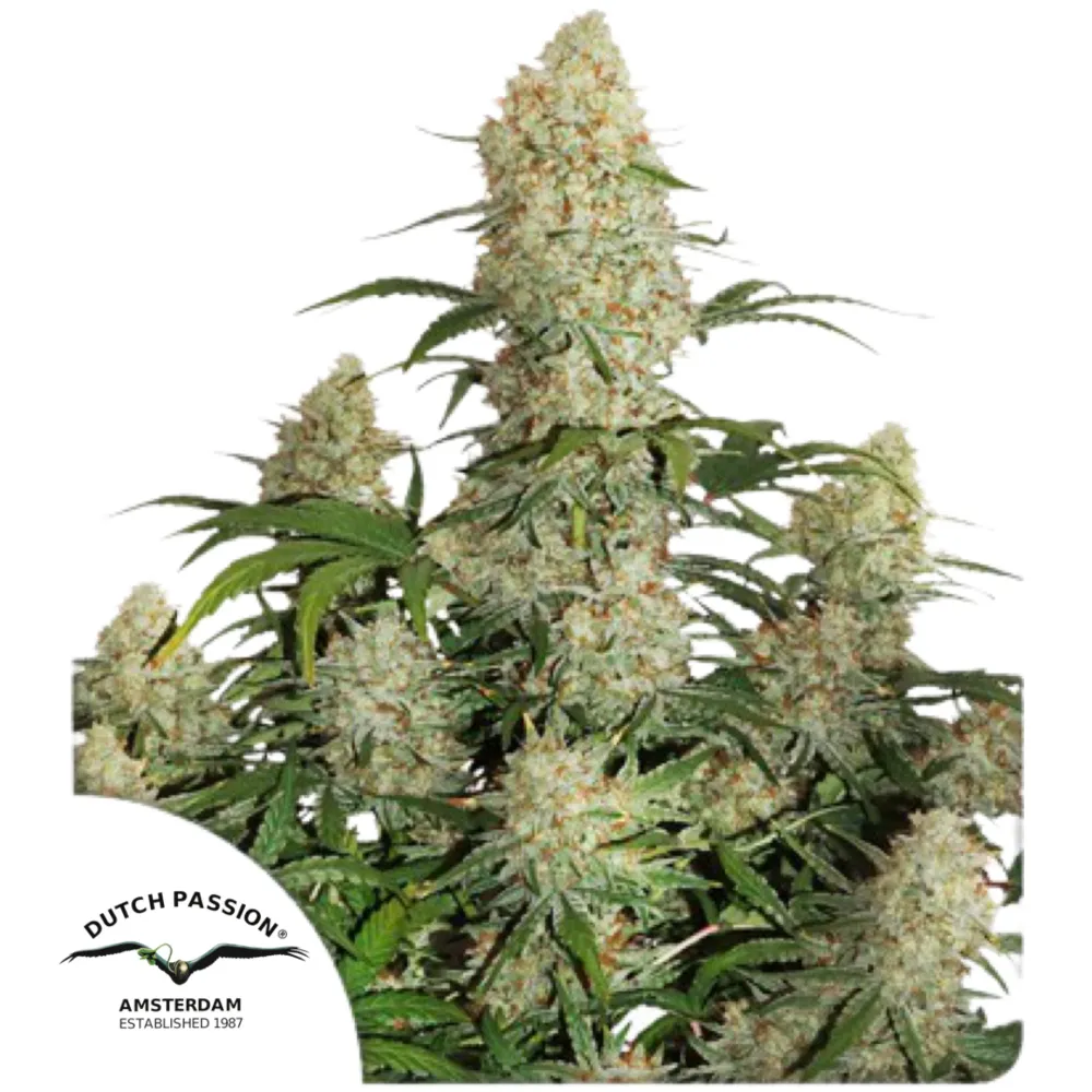 Auto Critical Orange Punch — Semilla Autofloreciente Dutch Passion