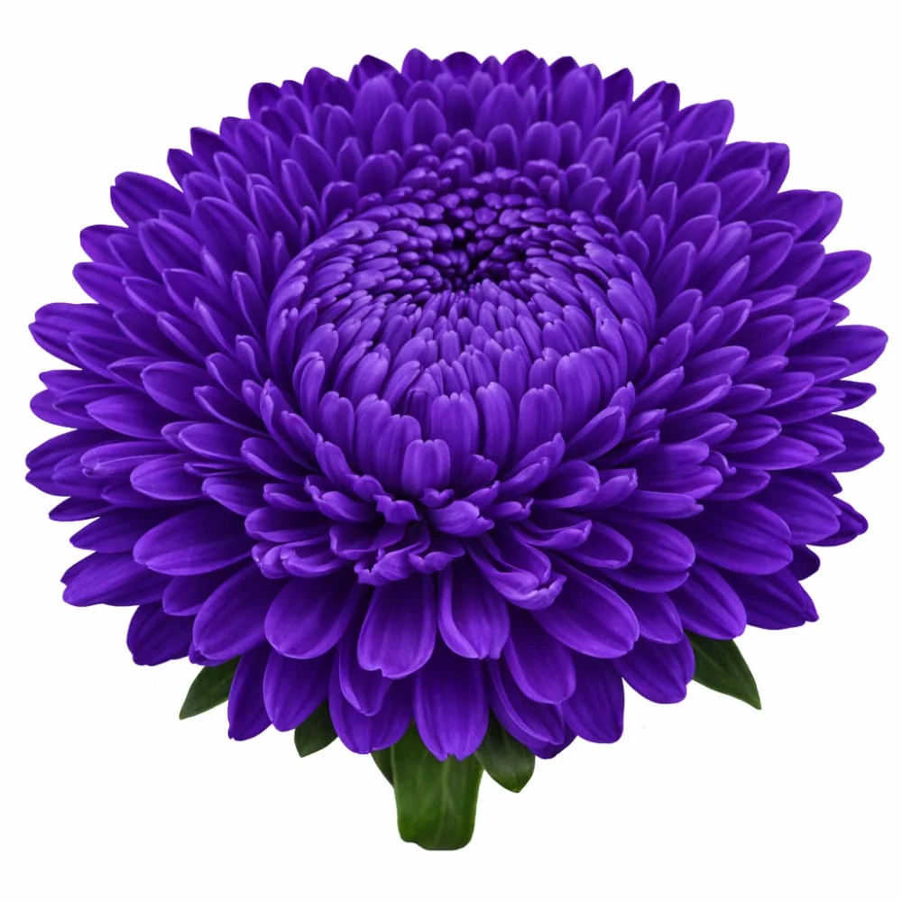 Aster de China Lady Coral® Dark Blue FS | Callistephus chinensis