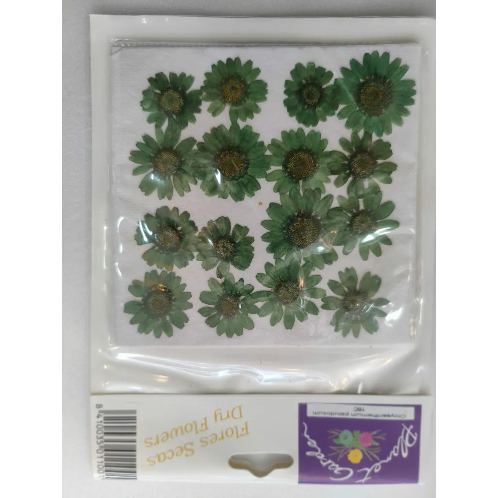 Crackers Multigrano Flores secas prensadas 16C chrysanthemum paludosum (margarita verde)